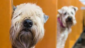 Dog lovers find prices rise steeply amid COVID-fuelled demand ...