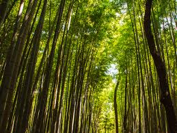 Bamboo forest, or arashiyama bamboo grove or sagano bamboo forest, is a natural forest of bamboo in arashiyama, kyoto, japan. Kyoto S Bamboo Forest The Complete Guide