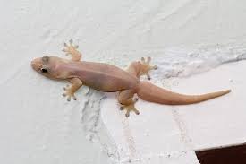 Sekarang, amati gambar berikut ini. Cicak Berkembang Biak Dengan Cara Combinesia
