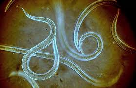 Image result for Nematopoa