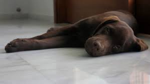 Download in under 30 seconds. Cute Chocolate Labrador Puppy Sleeping Stock Footage Video 100 Royalty Free 2094803 Shutterstock