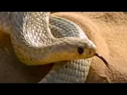 Hello there folks , our newly posted coloringsheet which you canhave fun with is king cobra outline coloring pages, listed on king cobracategory. Cobra Animals Town