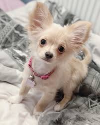 Stay updated about long haired chihuahua puppies for sale uk. Chihuahua Puppies For Sale Near Me Teacup Chihuahua Puppies For Sale Near Me