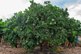 Image result for Citrus maxima