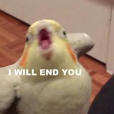 Bildergebnis Fur Bird Memes Funny Relatable Memes Funny Memes Funny Birds
