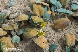 Image result for Arctotheca populifolia