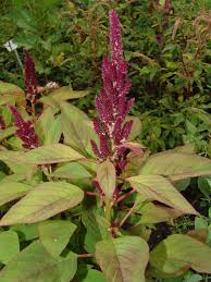 Image result for Amaranthus praetermissus