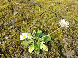 Image result for Bellis