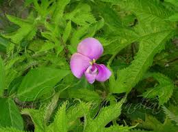 Image result for Vigna vexillata