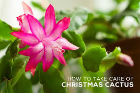 The christmas cactus is a very popular houseplant—and for good reason! How To Take Care Of Christmas Cactus Succulents Box
