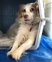 Get reviews, hours, directions, coupons and more for hopalong animal rescue at 367 miller ave, mill valley, ca 94941. Hopalong Rescue Hopalongrescue Twitter