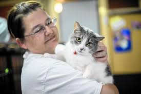 Feline rescue group feeling strain as need for help increases