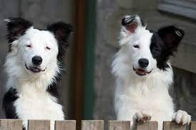 So Cute Looks Like Olivia And Gus Who Are Up For Adoption Right Now At Come Bye Border Collie Rescue Comebyebcrescue Rescu Collie Dog Border Collie Collie