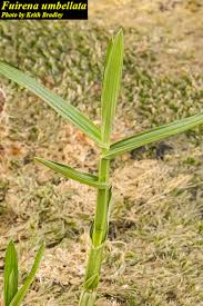 Image result for Fuirena abnormalis