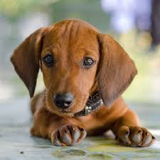 All about living with dachshunds. Dachshund Puppies For Sale Puppyspot