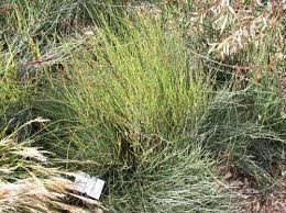 Image result for Eragrostis gummiflua