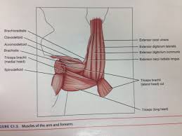 Muscles of the rotator cuff labeled on a sagittal mr slice. Diagram Bone Diagram Of The Arm Full Version Hd Quality The Arm Voipdiagram Abced It