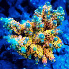 Budman S Corals On Instagram All Our Dreams Can Come True If We Have The Courage To Pursue Them Walt D Coral Reef Aquarium Coral Aquarium Acropora Coral