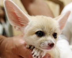 10 Of The Cutest Endangered Species Cute Endangered Animals Endangered Animals Animals