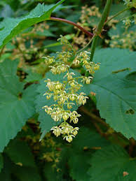 It's the only beverage that contains hop, a plant with diverse health properties. Humulus Lupulus Wikipedia La Enciclopedia Libre