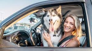 828 pet sitters near you. 5 Affordable Alternatives To Pet Boarding