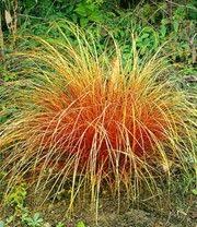 Chinaschilf Red Chief 1a Pflanzen Kaufen Baldur Garten Ziergras Pflanzen Garten