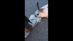 Create your own images with the demonic easter bunny meme generator. Newsflare Bunny Copes With Loss Of Mate By Trying To Hump It