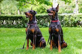 Für seinen besitzer eine viel zu kurze zeit. Der Dobermann Wesen Anspruche Gesundheit Mehr