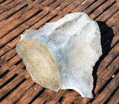 How much are whale vertebrae? Fossil Whale Vertebra For Sale Buriedtreasurefossils