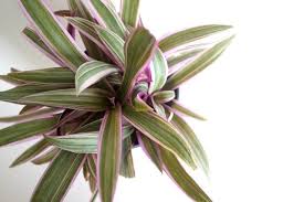 Pink Houseplants Are Like Bouquets That Never Die Pink Plant Purple Plants Plants