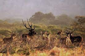 Cervus Timorensis