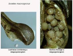 Image result for Isoetes schweinfurthii