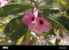 Image result for Adenium boehmianum