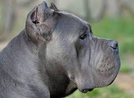 Black Blue Cane Corso Puppies For Sale Cane Corso Puppies For Sale Buy Cane Corso Puppies Online My Little Dog Zeba Stock Photo D613c154 Ff8d 4 In 2020 Cane Corso Puppies Cane Corso Blue Cane Corso Puppies