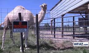 Grosse tete is a city located in louisiana. Woman Bites A Camel S Genitals To Escape After The Animal Sat On Her At A Truck Stop In Louisiana Daily Mail Online