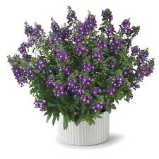 Image result for Indigofera melanadenia