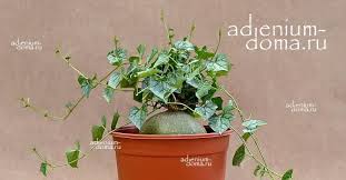 Image result for Gerrardanthus lobatus