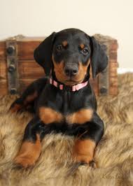 Black And Tan Doberman Pinscher Doberman Pinscher Facts Doberman Pinscher Doberman Pinscher Dog Doberman