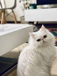 How To Safely Clean A Persian Cat's Eyes - Persian Cat Eye Care