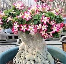 mudas orquidea negra monnierara millennium magic witchcraft fcc aos cor negra natural rara jardim exotico rosa do deserto plantar pimenta jardim exotico