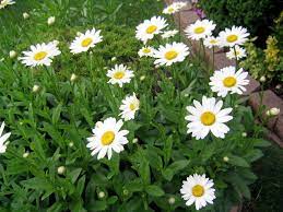 Long Lasting Shasta Daisies Brighten The Summer Garden Silive Com