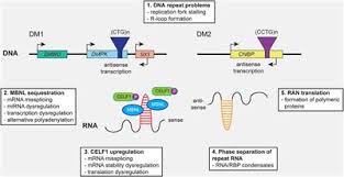 Learn all about human muscles and how they work. Frontiers Abnormalities In Skeletal Muscle Myogenesis Growth And Regeneration In Myotonic Dystrophy Neurology