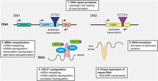 Working on a tricky human anatomy and physiology problem? Frontiers Abnormalities In Skeletal Muscle Myogenesis Growth And Regeneration In Myotonic Dystrophy Neurology