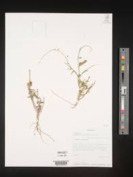 Image result for Crotalaria chirindae