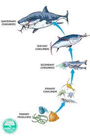 Food Chains Food Webs And Energy Pyramids Reading Passage