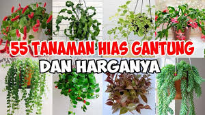 Bunga gantung di teras rumah. 55 Jenis Tanaman Hias Gantung Yang Paling Diminati Tahun 2021 Youtube