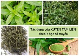 Xuyên tâm liên, cây thuốc chịu nhiều đắng cay! Hiz59sm6xjdpum