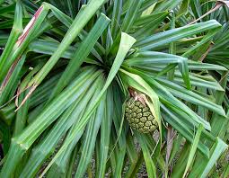 Image result for Pandanus sp. B