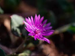 Image result for Lophiocarpaceae