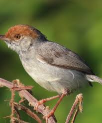 Phnom Penh Birding Experience – Cycling, hiking & birding tours in Cambodia